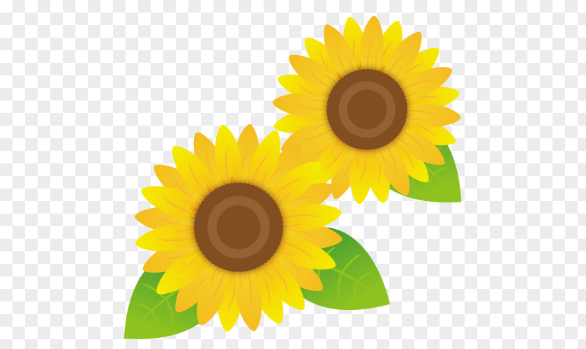 Sunflowers. PNG