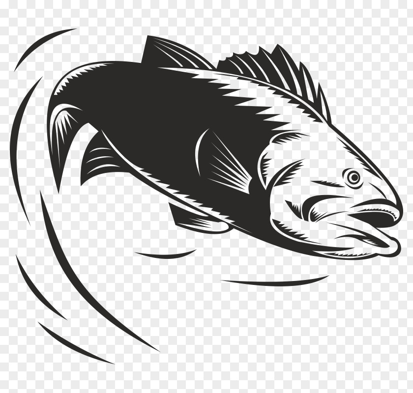 Black Sea Bass Stock Photography PNG