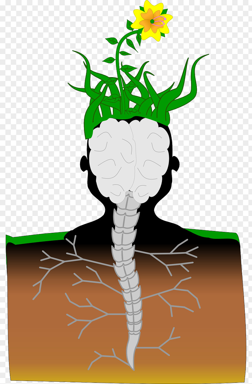 Divergent Thinking Plant Brain Hemp Pixabay Spinal Cord PNG