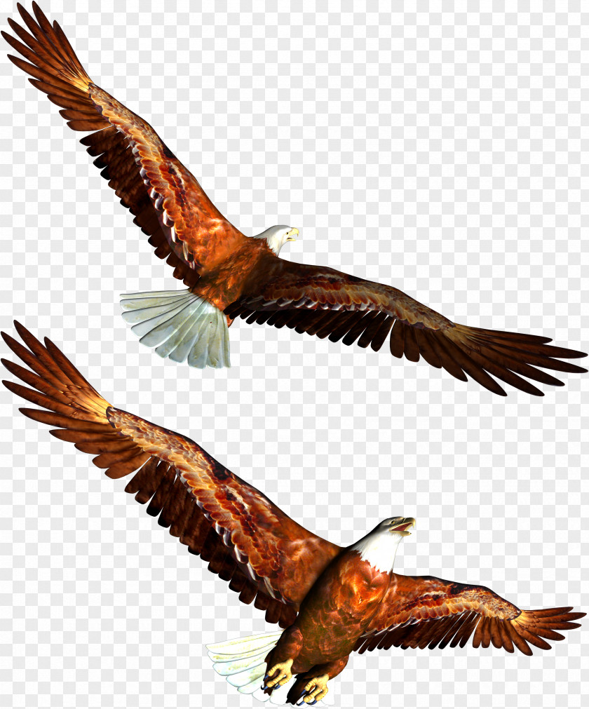 Eagle Bald Clip Art PNG