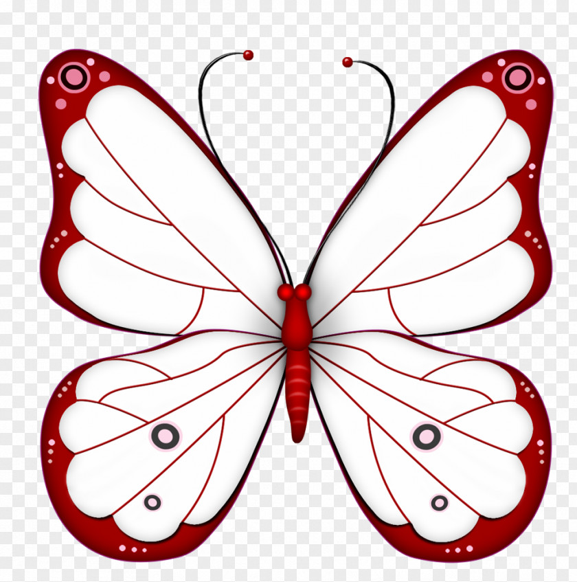 Equador Butterfly Desktop Wallpaper Clip Art PNG