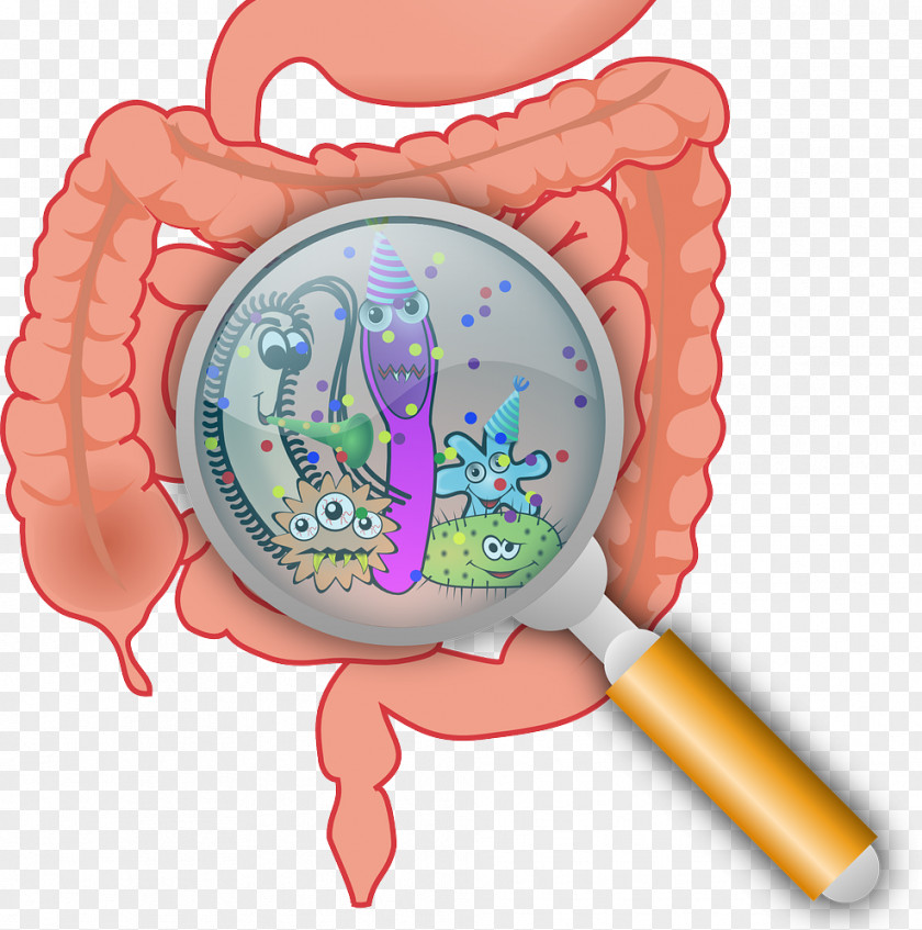 Health Gastrointestinal Tract Gut Flora Disease Leaky Syndrome PNG