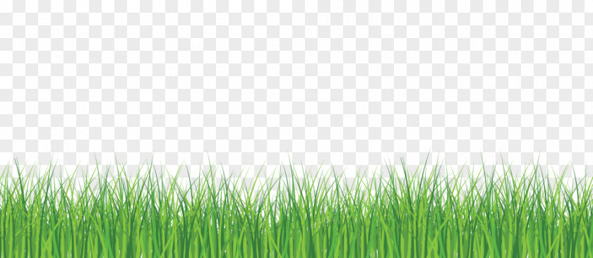 Nature Drawing Ecologic Solutions Lawn Carpet Room PNG