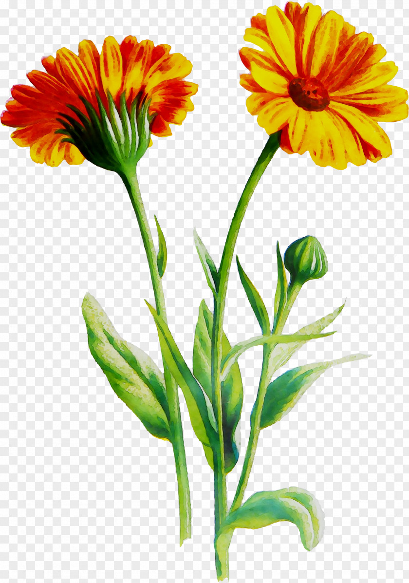 Transvaal Daisy Cut Flowers Blanket English Marigold Annual Plant PNG