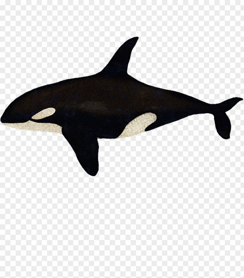 Tshirt Killer Whale Rough-toothed Dolphin Hoodie Short-beaked Common Bottlenose PNG