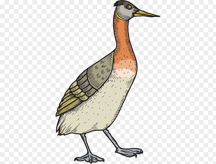 Bird Duck Mallard Clip Art PNG