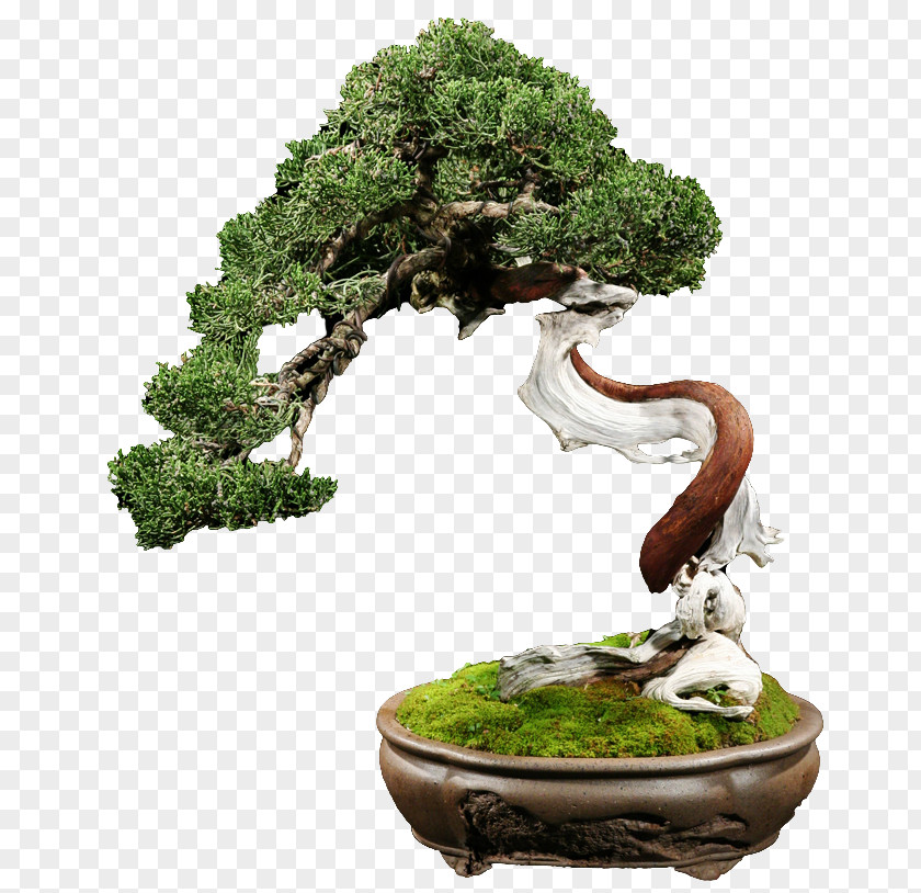 Bonsai Chinese Sweet Plum Centerblog Flowerpot Tree PNG
