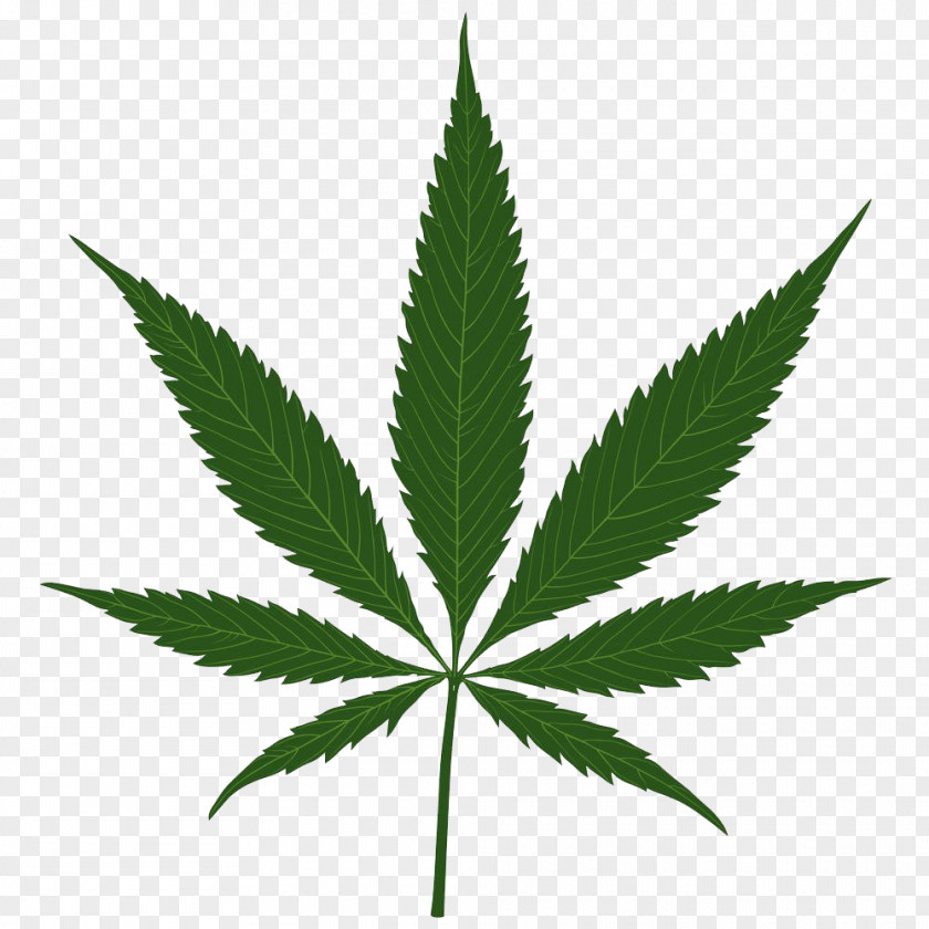 Cannabis Leaves Illustrations Sativa Leaf PNG