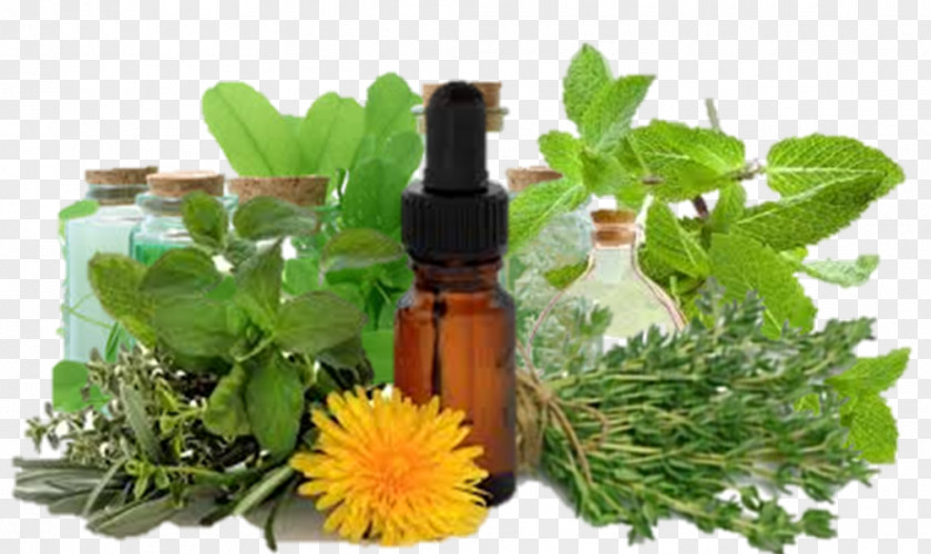 Hierbas Herbalism Dog-rose Alternative Health Services Herbaceous Plant PNG