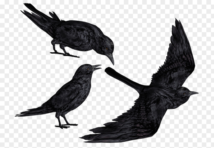 Crow Common Raven Clip Art Bald Eagle PNG