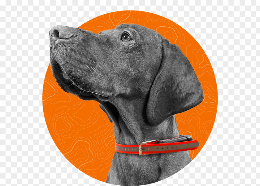 Labrador Retriever Weimaraner Laelaps Dog Breed PNG