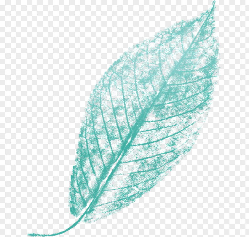 Leaf Turquoise Line Feather PNG