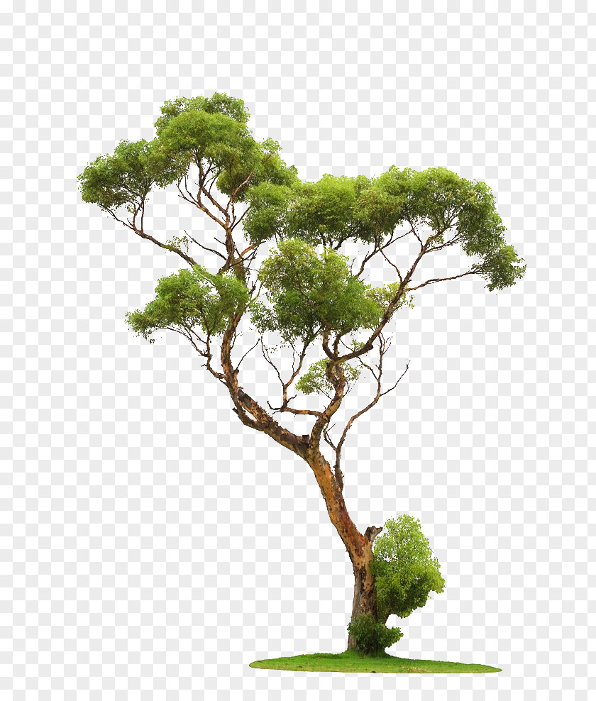 Trees Tree Stock Photography PNG