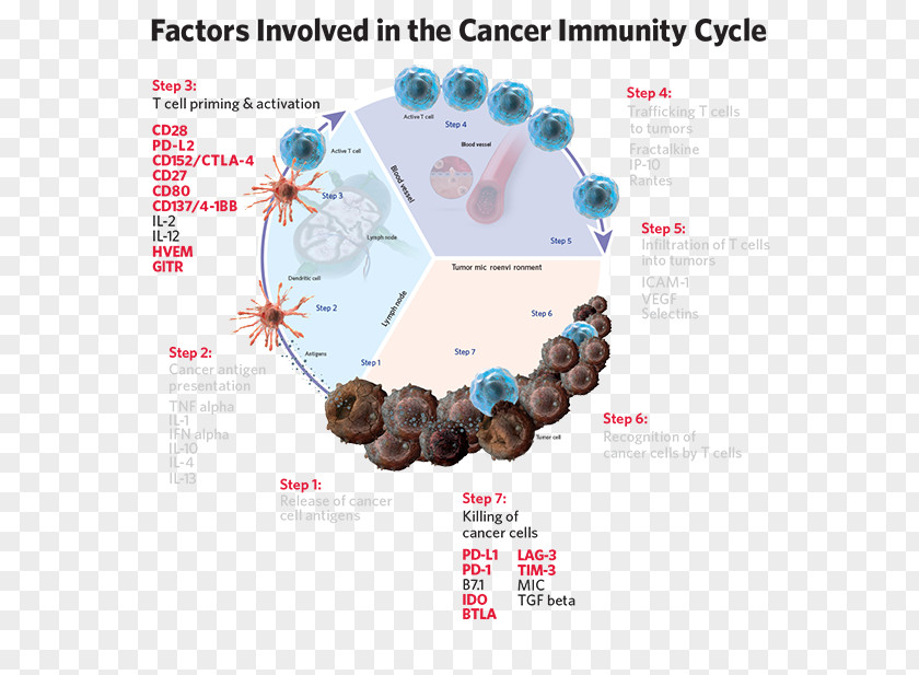 Affymetrix Cancer Immunology Immune System Checkpoint Cycle PNG