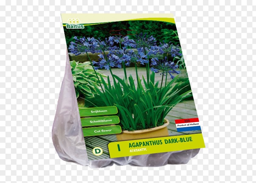 Agapanthus Lily Of The Nile Willemse-France Blue Aquarium Grasses PNG