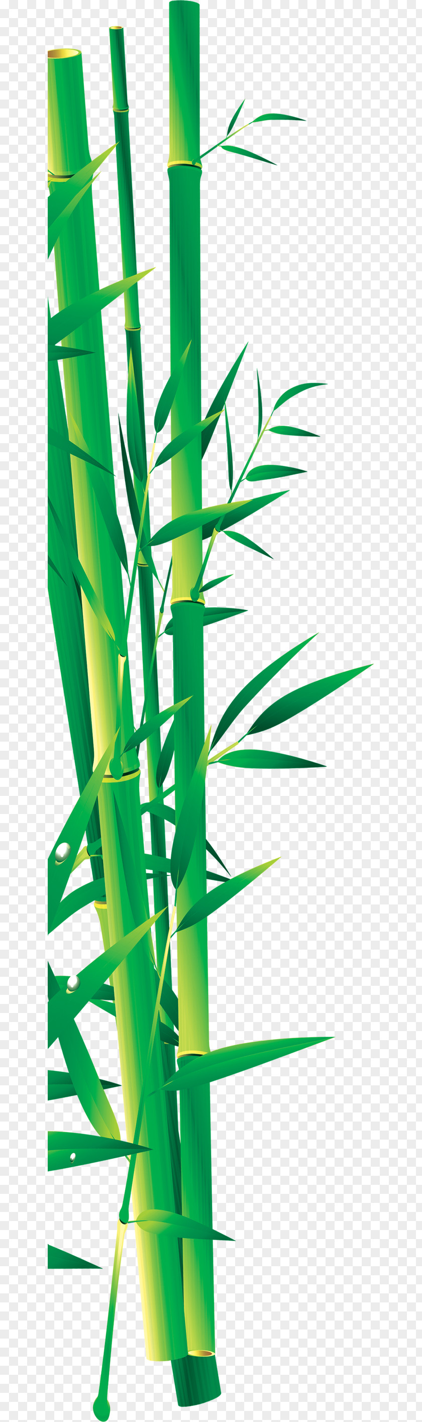 Bamboo Bamboe Icon PNG