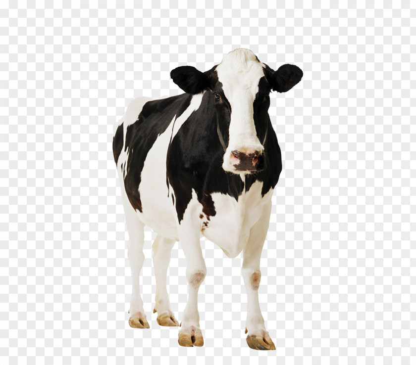 Clarabelle Cow Holstein Friesian Cattle Milk Dairy Farming Livestock PNG