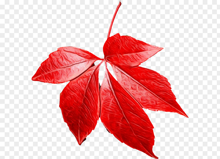 Deciduous Woody Plant Red Maple Tree PNG