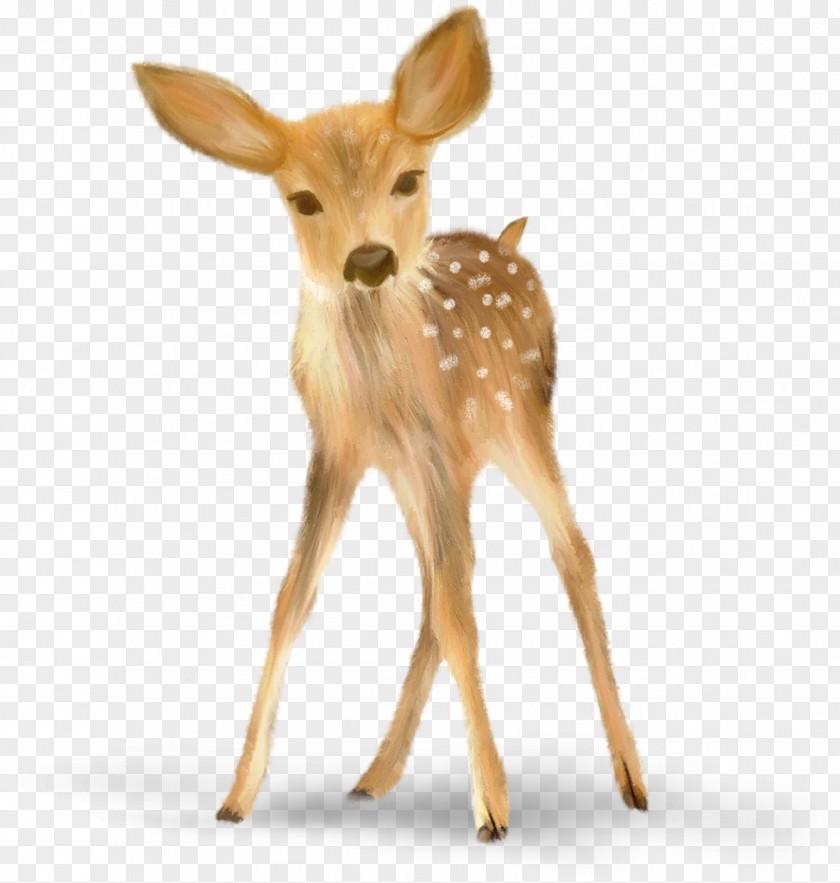 Deer PNG