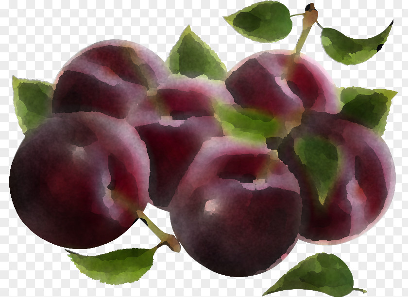 European Plum Fruit Plant Natural Foods Purple PNG