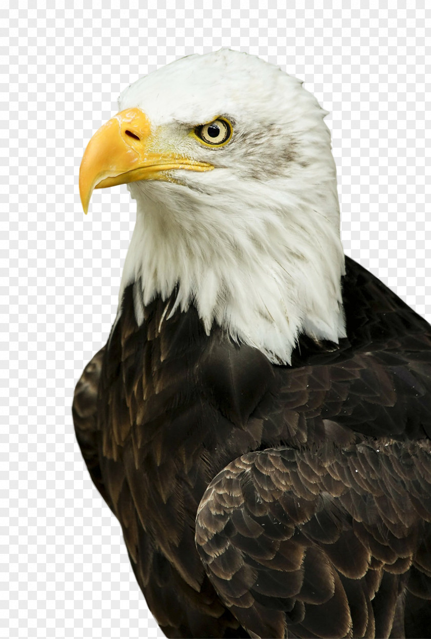 Fan Bald Eagle Bird Of Prey White-tailed PNG