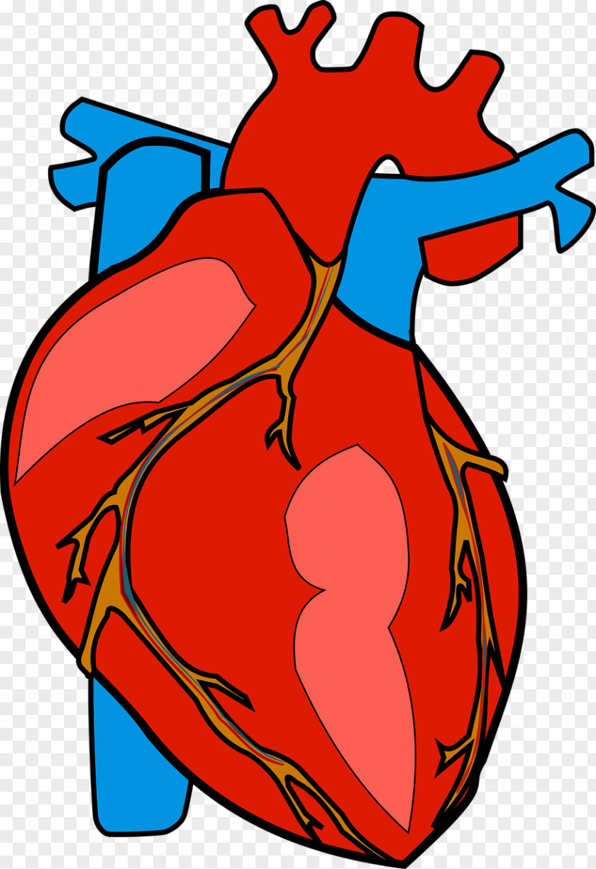 Heart Attack Anatomy Clip Art PNG