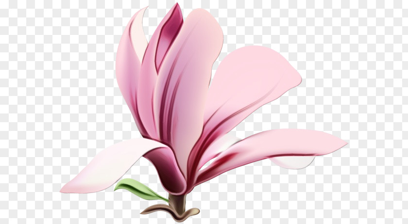 Herbaceous Plant Magnolia Family Petal Pink Flower Flowering PNG