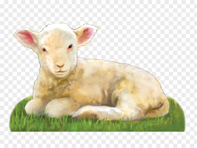 Lamb Sheep Goat Prayer Clip Art PNG