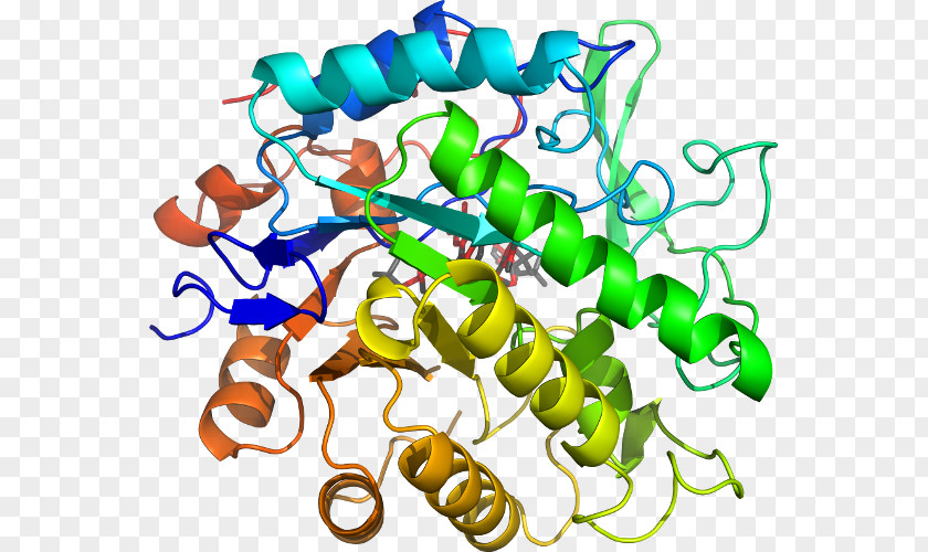 Pentaerythritol Tetranitrate Beta-glucosidase Glucosidases Enzyme Substrate Glycoside Hydrolase PNG