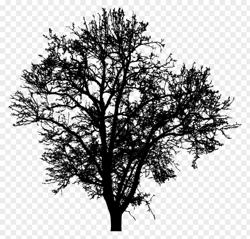Silhouette Twig Tree Photography Drawing PNG