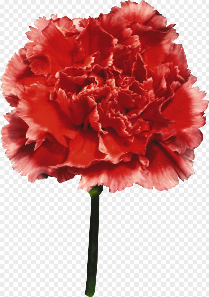 CARNATION Carnation Flower Zinnia Elegans Clip Art PNG
