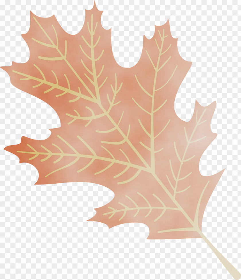 Maple Leaf PNG