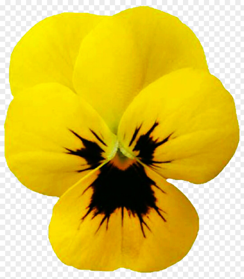 Purple Pansy Yellow Viola Cornuta Blue PNG