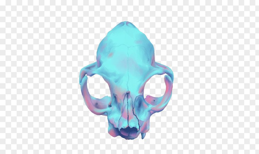 Skull Human Skeleton World Wide Web Consortium Head PNG