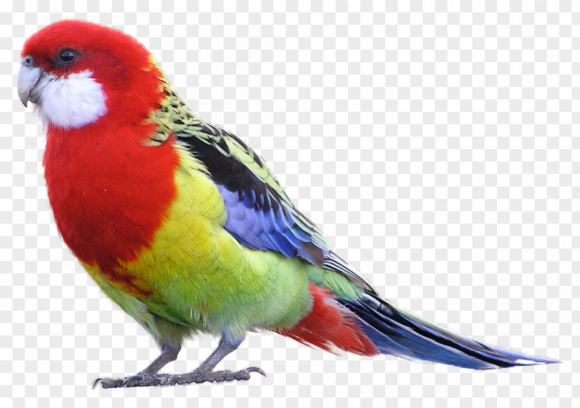 Birds Bird Eastern Rosella Parrot Crimson Green PNG