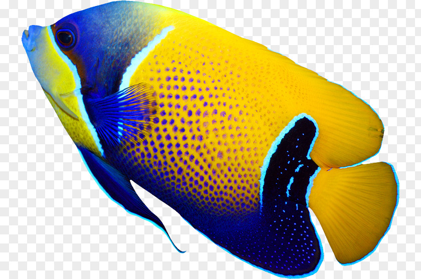 Deep Sea Fish Pomacanthus Navarchus Emperor Angelfish Tropical Coral Reef PNG