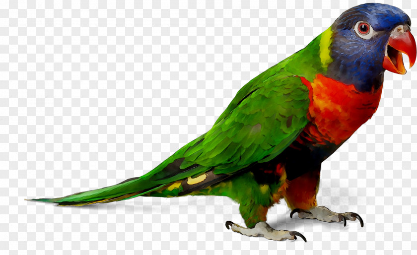 Parrot Budgerigar Desktop Wallpaper Image PNG