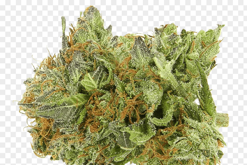 Weed Medical Cannabis Kush Hash Oil Haze PNG