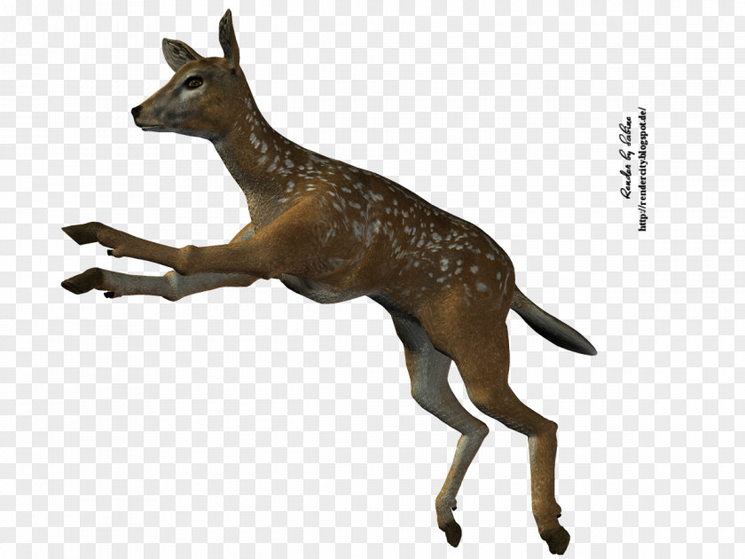 Deer Roe Stock Photography PNG