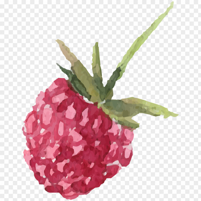 Hand Painted Watercolor Raspberry Strawberry Painting PNG