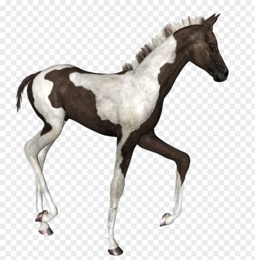 Mustang Foal American Paint Horse Thoroughbred Colt PNG