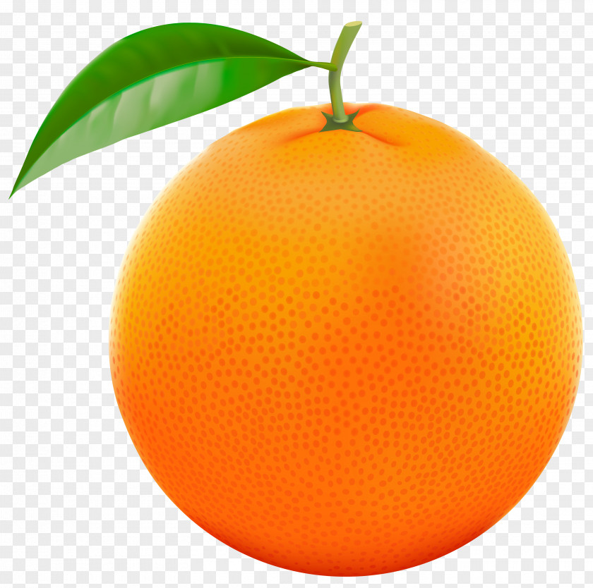 Red Orange Vector Clipart Image Grapefruit Lemon Clip Art PNG