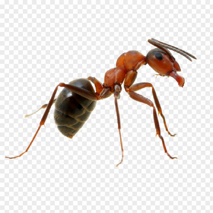 Termite Wasp Bee Background PNG