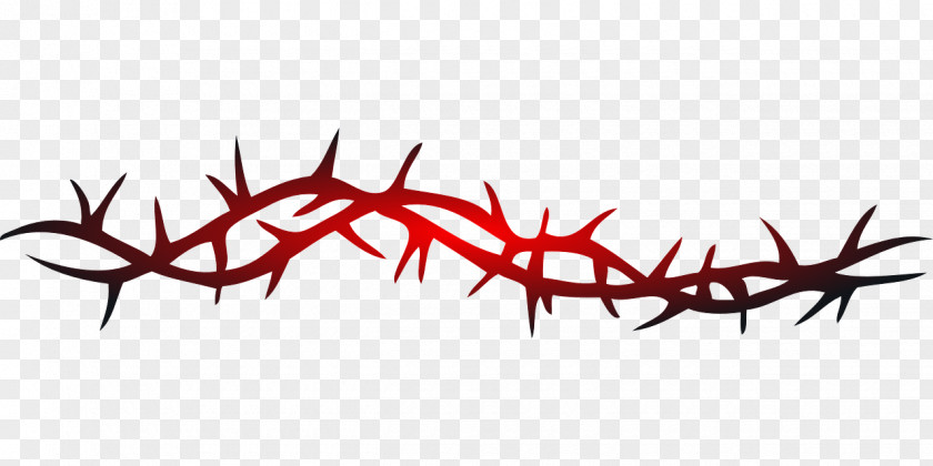 Barbwire Thorns, Spines, And Prickles Vine Rose Crown Of Thorns Clip Art PNG