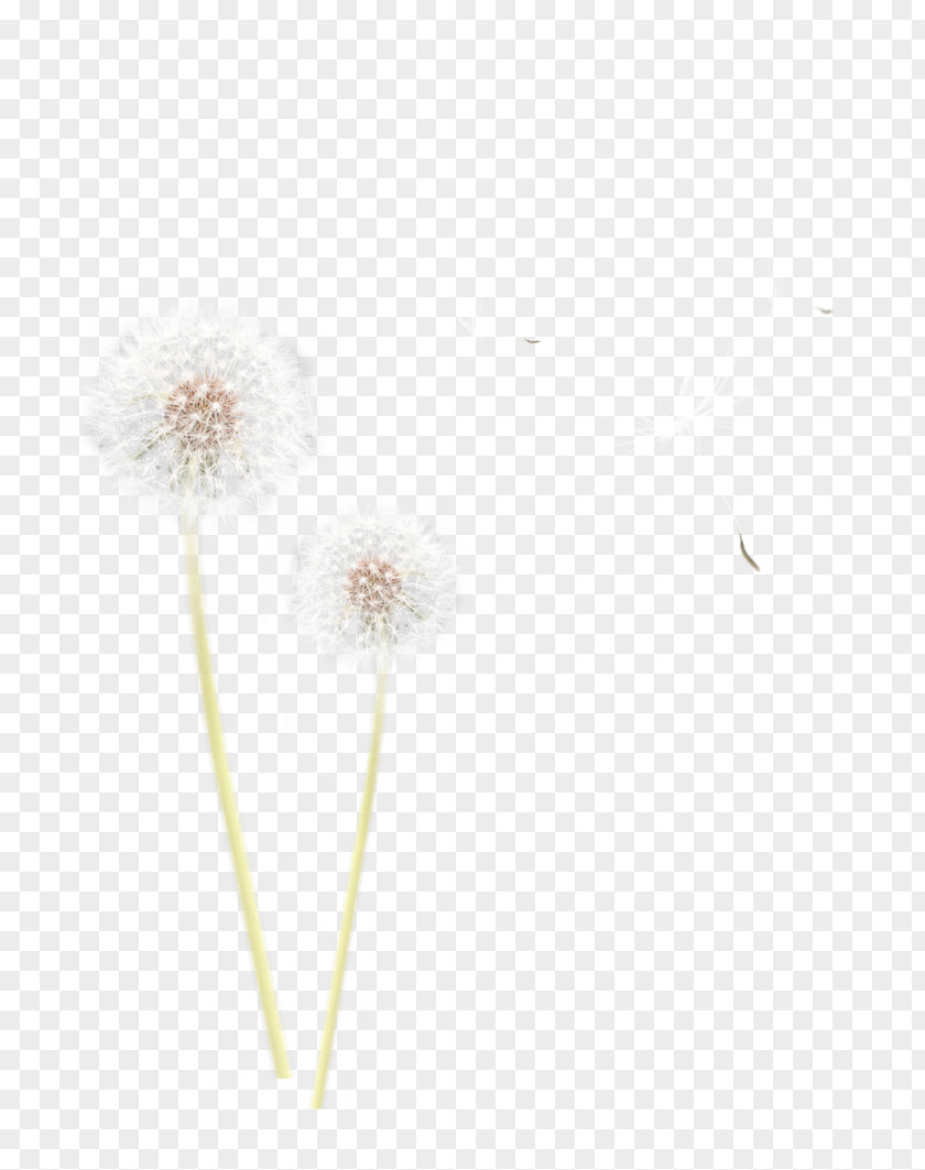 Dandelion Flower Petal Plant Dream House PNG