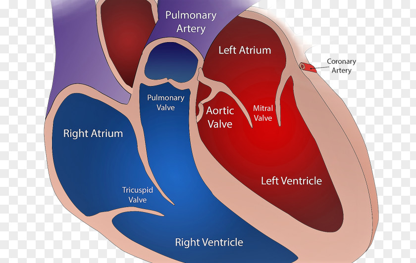Heart Bicuspid Aortic Valve Disease Cardiovascular Mitral PNG