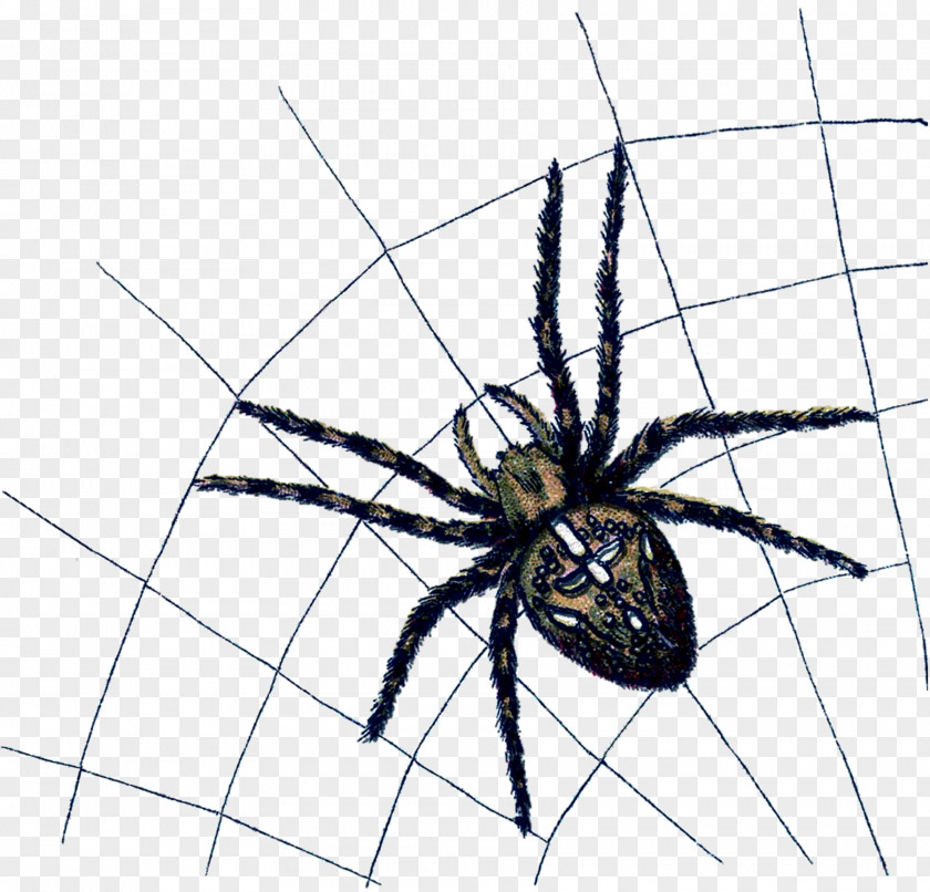 Spider Web Widow Spiders Angulate Orbweavers Arthropod Animal PNG