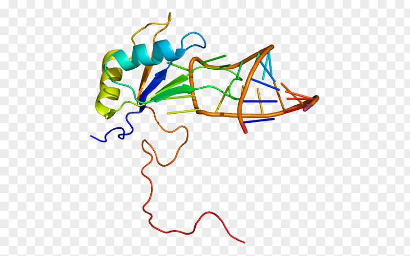 Structural Motif RNA-binding Protein Sequence RNA Binding Protein, Y-linked, Family 1, Member A1 PNG