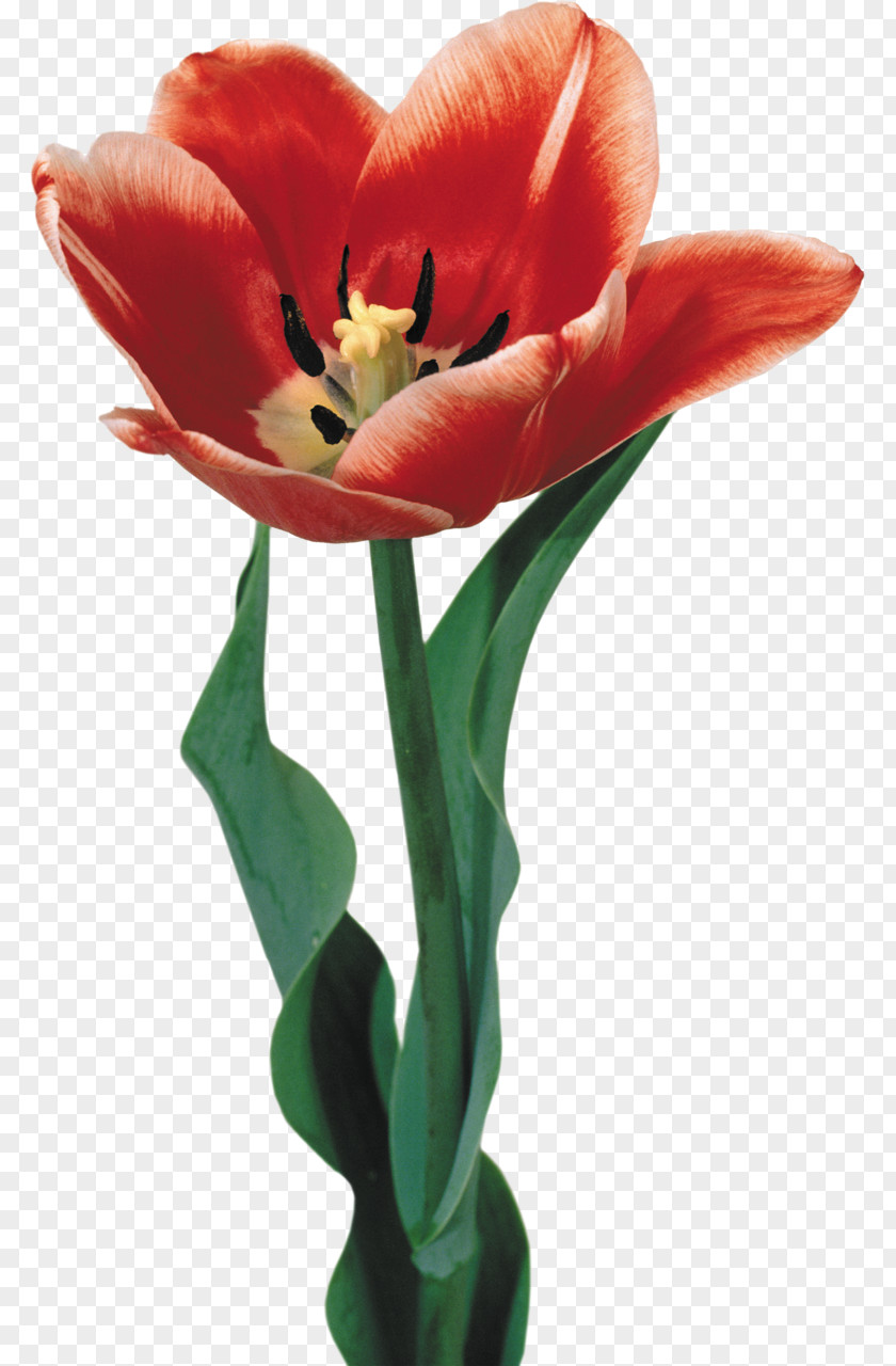Tulip Paper Sticker Flower Wall Decal PNG
