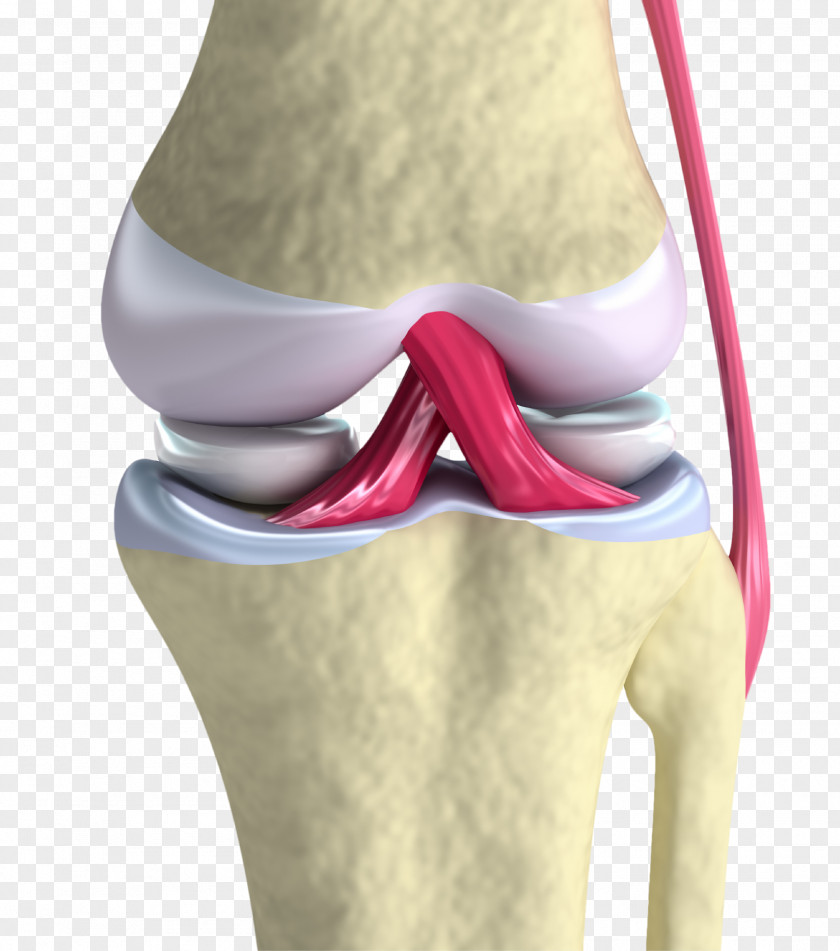 Cartilage Anterior Cruciate Ligament Knee Joint PNG